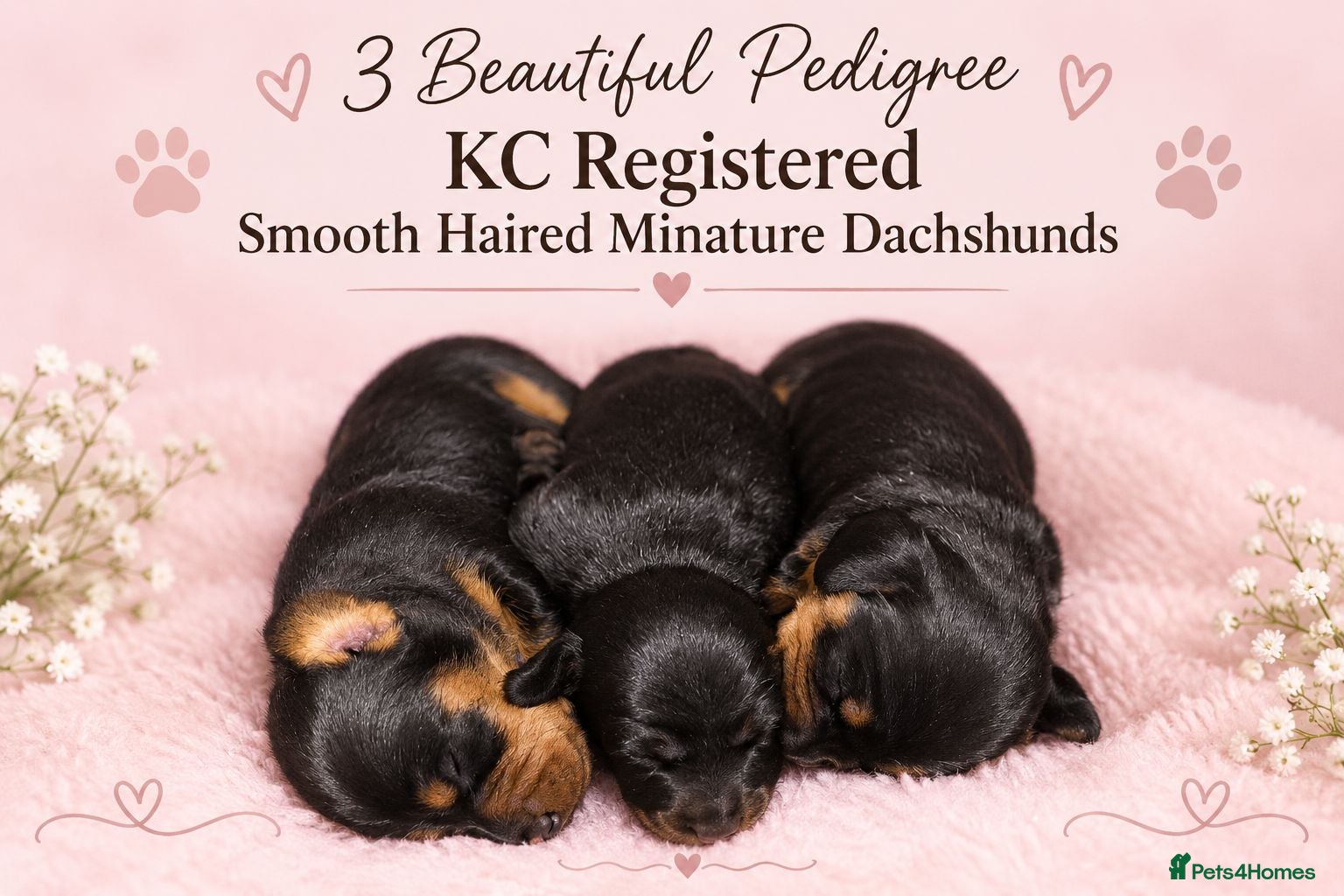 Miniature Dachshund dogs 🩷Pedigree KC Registered Miniature Dachshunds🩷 - Advert 1