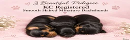 Miniature Dachshund dogs for sale: 🩷Pedigree KC Registered Miniature Dachshunds🩷 - Advert 1