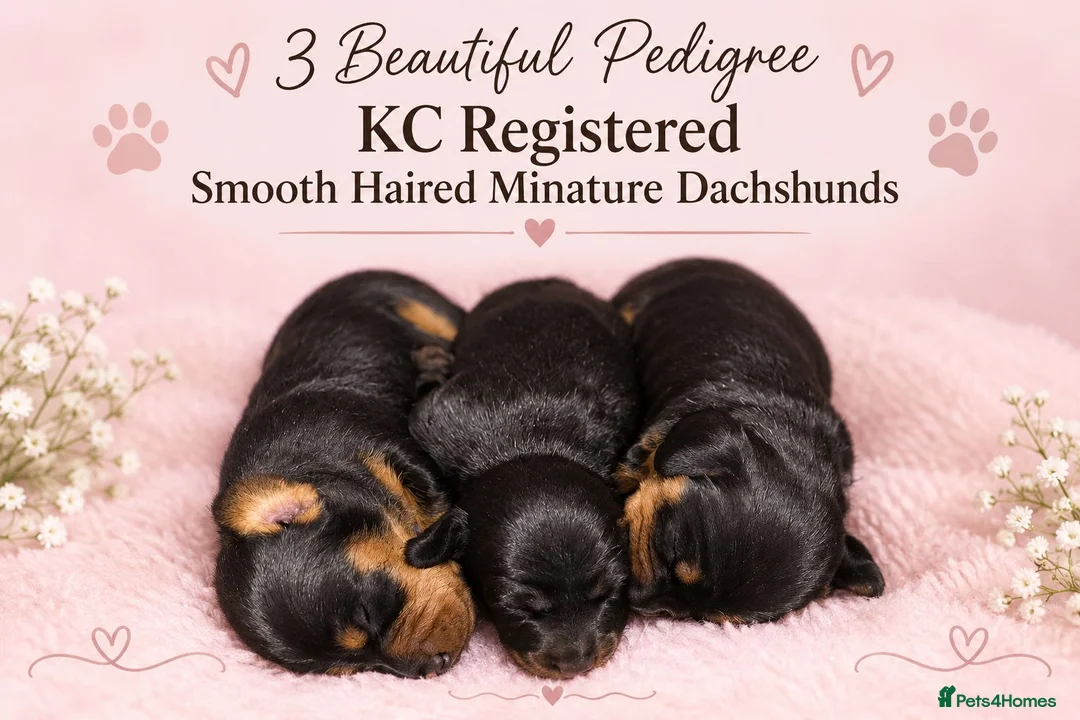 Miniature Dachshund dogs for sale: 🩷Pedigree KC Registered Miniature Dachshunds🩷 - Advert 1