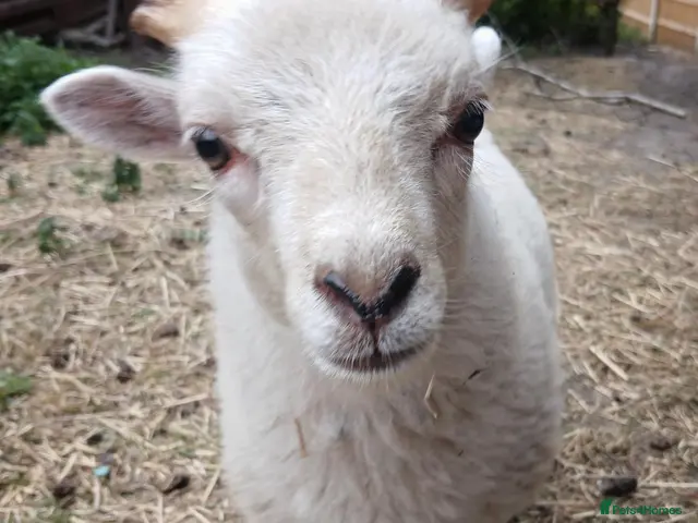 Sheep livestock for sale: Ouessant (miniature sheep) wether lamb - Advert 1
