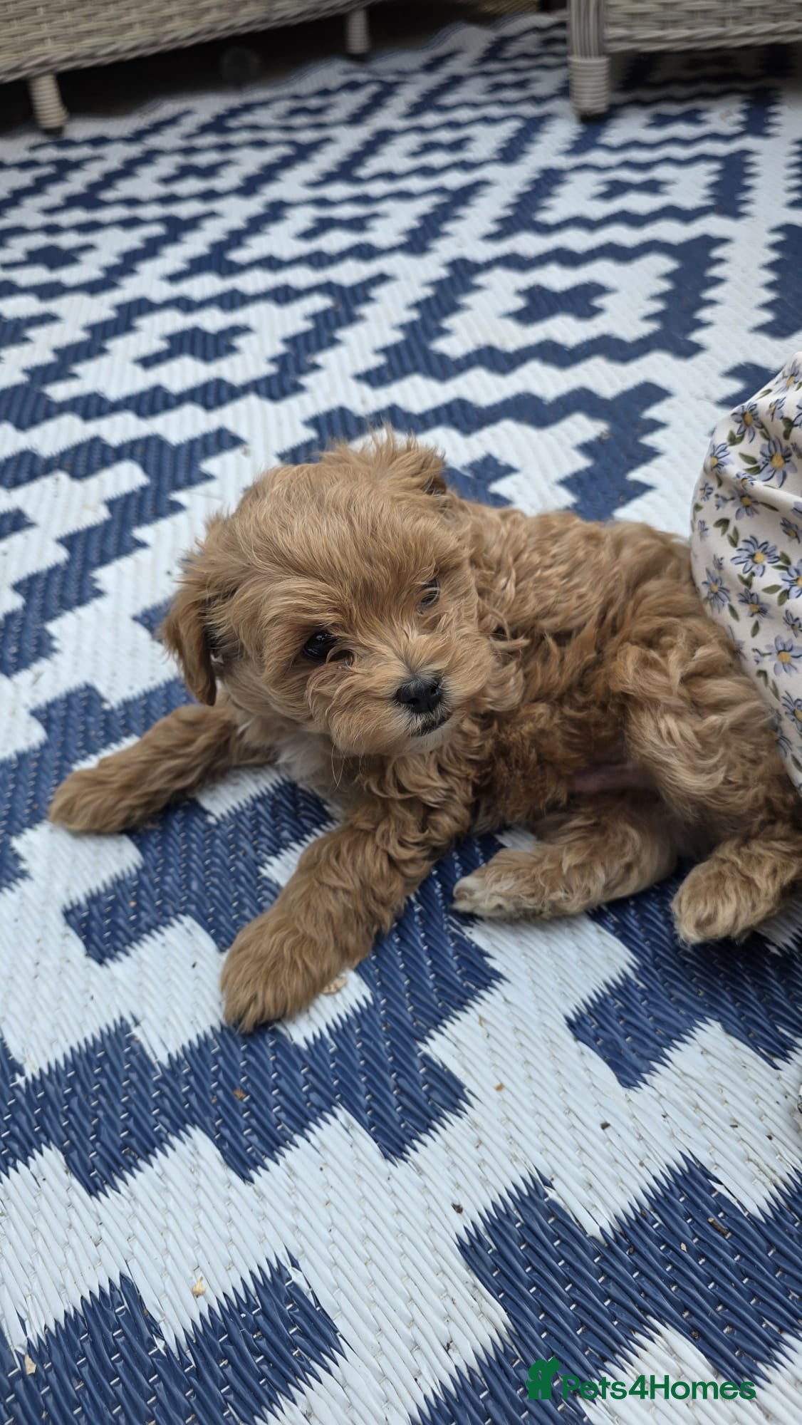 Maltipoo dogs READY NOW Exceptional Tiny Toy Maltipoo puppies 🐶 - Advert 2