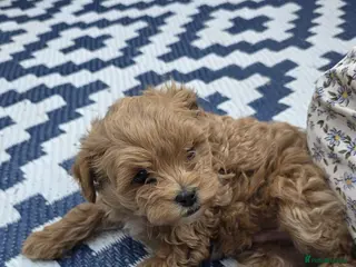 Maltipoo dogs READY NOW Exceptional Tiny Toy Maltipoo puppies 🐶 - Advert 2