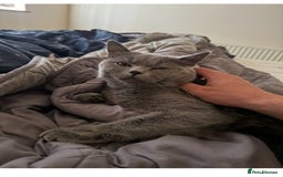 British Shorthair cats for sale: British shorthair kittens - Image 14