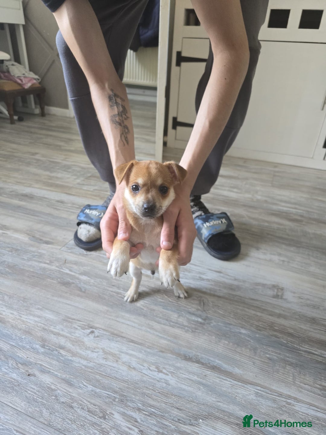 Mixed Breed dogs for sale: Chihuahua x jack Russell puppies 4 boys  - Image 14