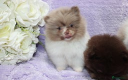 Pomeranian dogs for sale: PARTI MERLE QUALITY KC POMERANIANS - Image 9