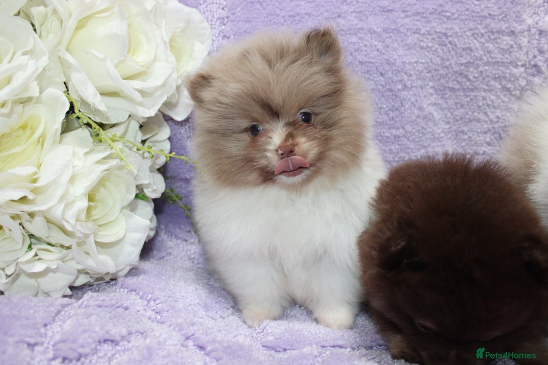 Pomeranian dogs for sale: PARTI MERLE QUALITY KC POMERANIANS - Image 9