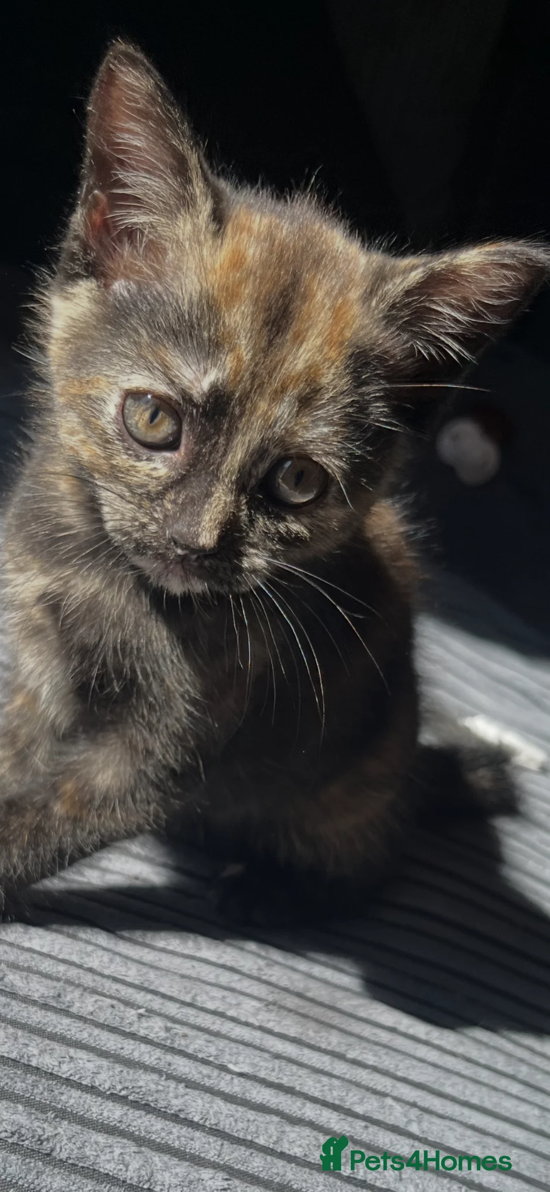 Mixed Breed cats for sale: Chimera cat - Advert 1