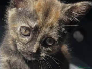 Mixed Breed cats Chimera cat - Advert 1