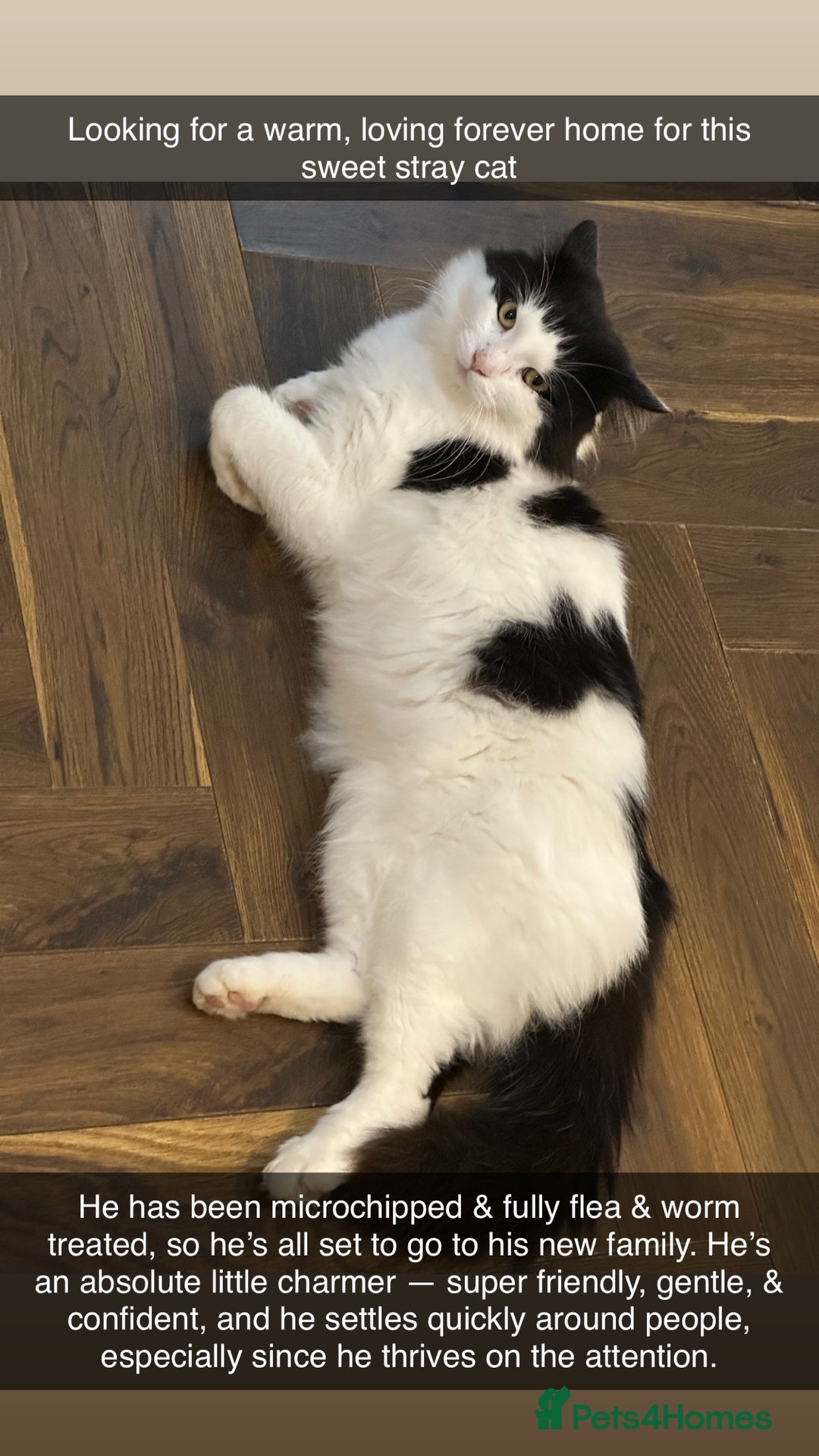 Mixed Breed cats for sale: FREE! Stray cat in need of a loving home  - Advert 2