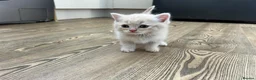 Scottish Fold cats for sale: PUREBRED Scottish fold kittens  - Advert 21