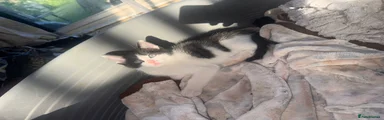 Mixed Breed Kitten 1