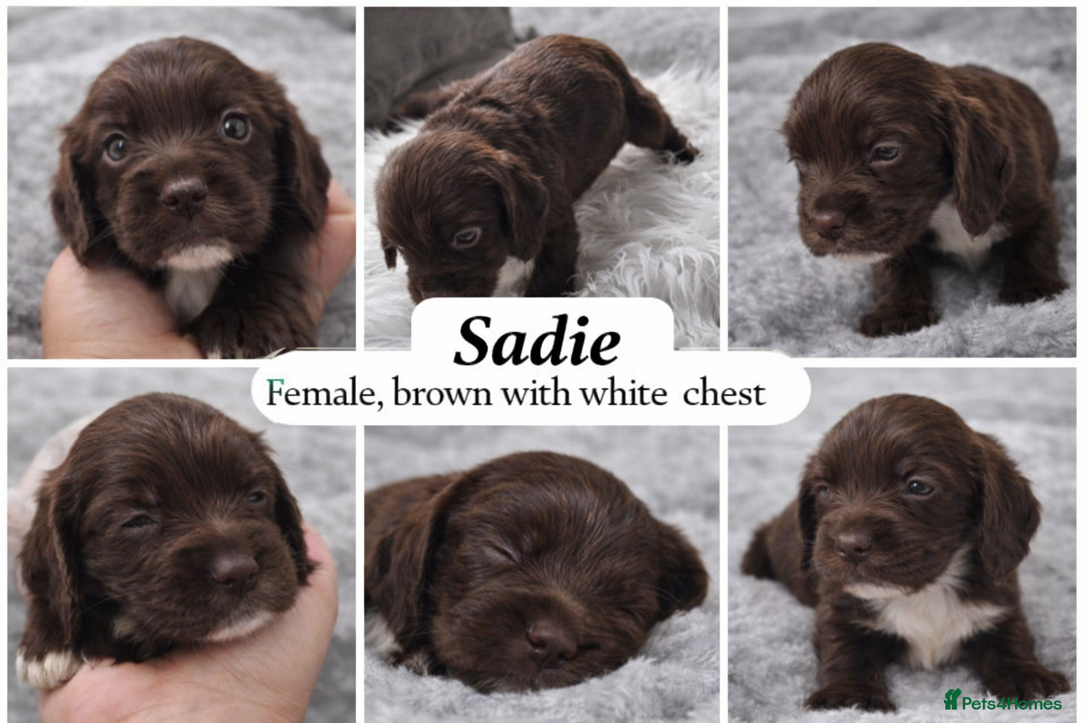 Cocker Spaniel dogs Beautiful Working Cocker Spaniel Puppies - Advert 2