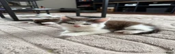 Mixed Breed cats for sale: 🐾 Last 2 Gorgeous Boys Looking for Loving Homes - Advert 6
