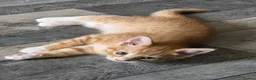 Mixed Breed cats for sale: Kittens looking for new home in Leigh - Advert 10