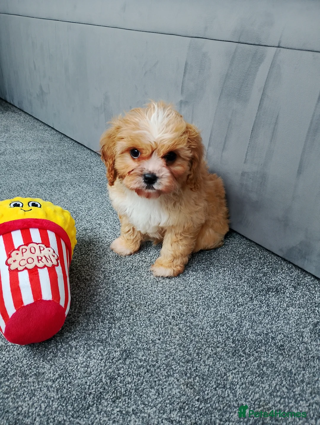Cavapoo dogs for sale: Stunning F1 Cavapoos ready now ! - Advert 3