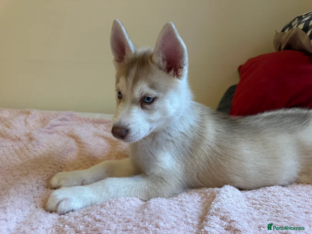 Siberian Husky dogs for sale: ✨ Siberian Huskies puppies ✨ - Advert 1