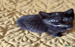 British Shorthair cats for sale: Pure British Shorthair Girls Ready Now! - Image 10