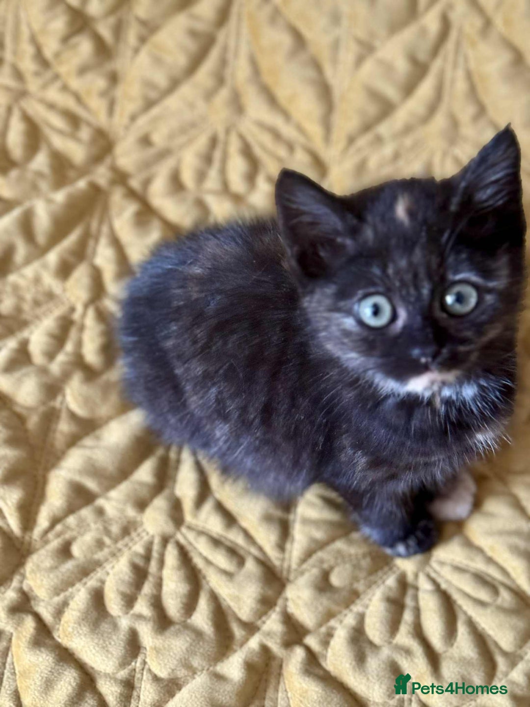 British Shorthair cats for sale: Pure British Shorthair Girls Ready Now! - Image 10