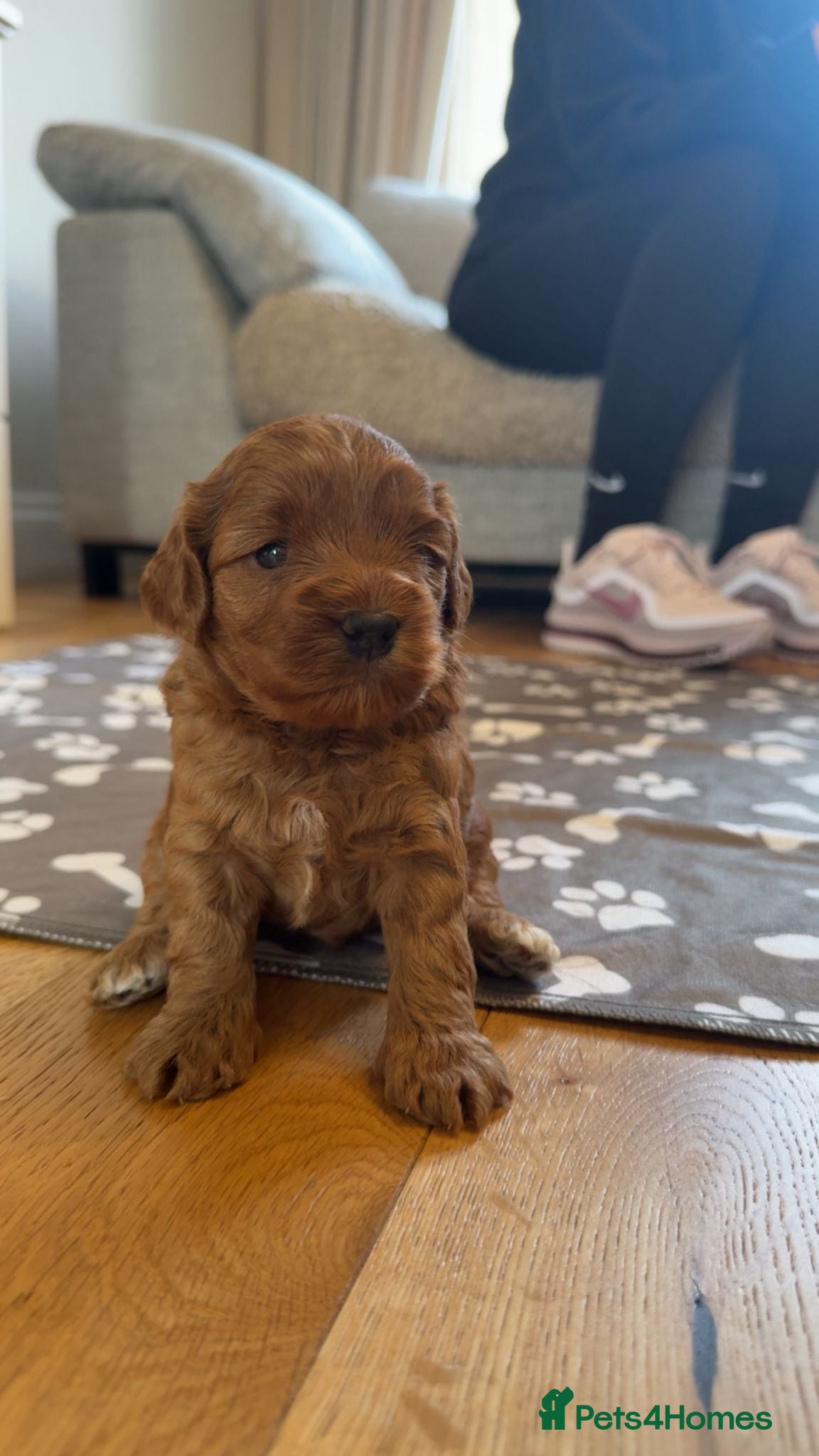 Cockapoo dogs Cockapoo  - Advert 2