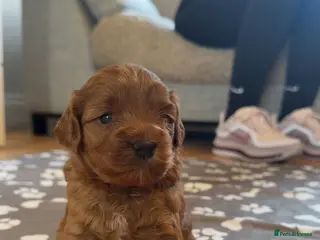 Cockapoo dogs Cockapoo - Advert 2