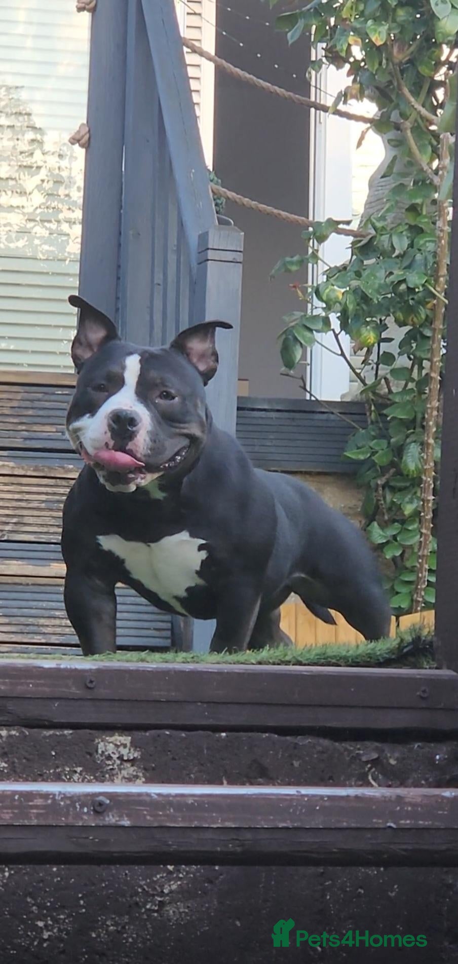 American Bully dogs American bully pocket female  - Advert 10