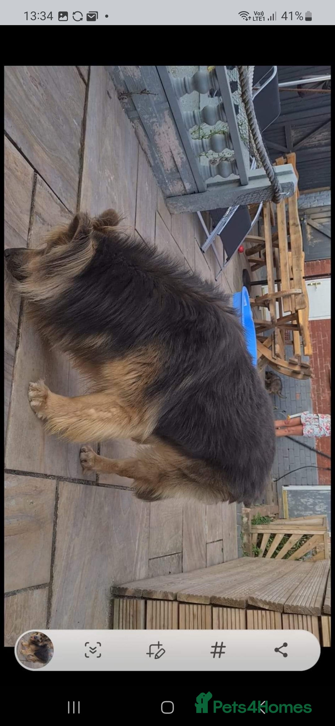 German Shepherd dogs for stud: German shepherd  - Image 10