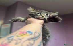 Maine Coon cats for sale: Last little girl left - Ready Now - Image 6
