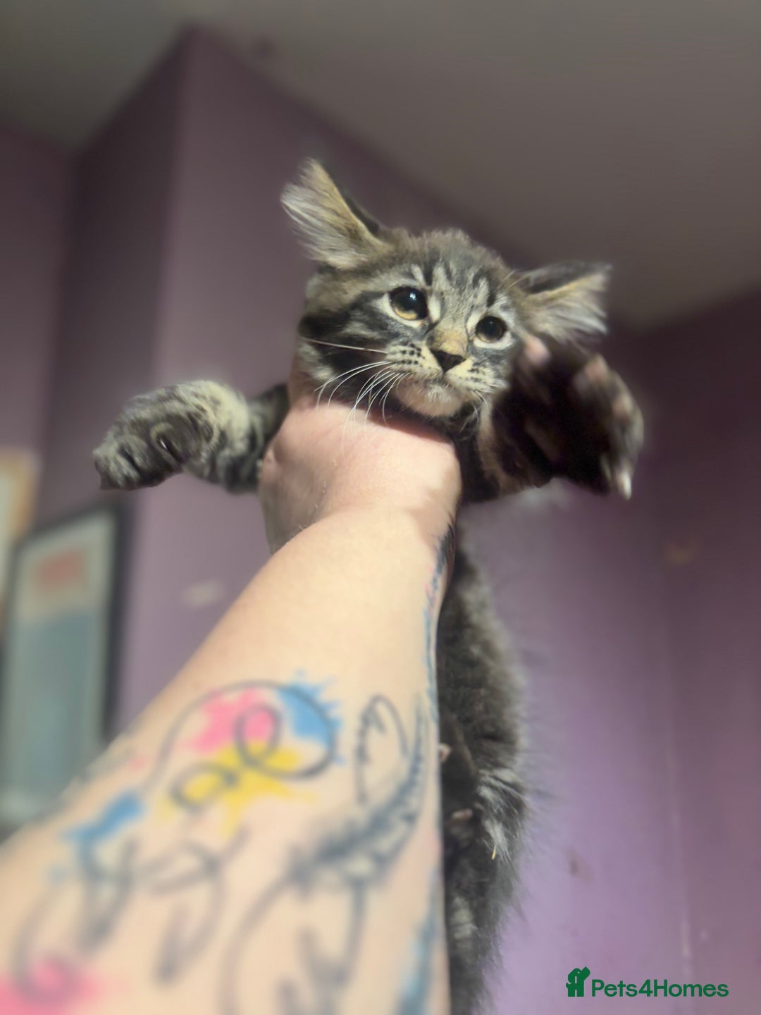 Maine Coon cats for sale: Last little girl left - Ready Now - Image 6