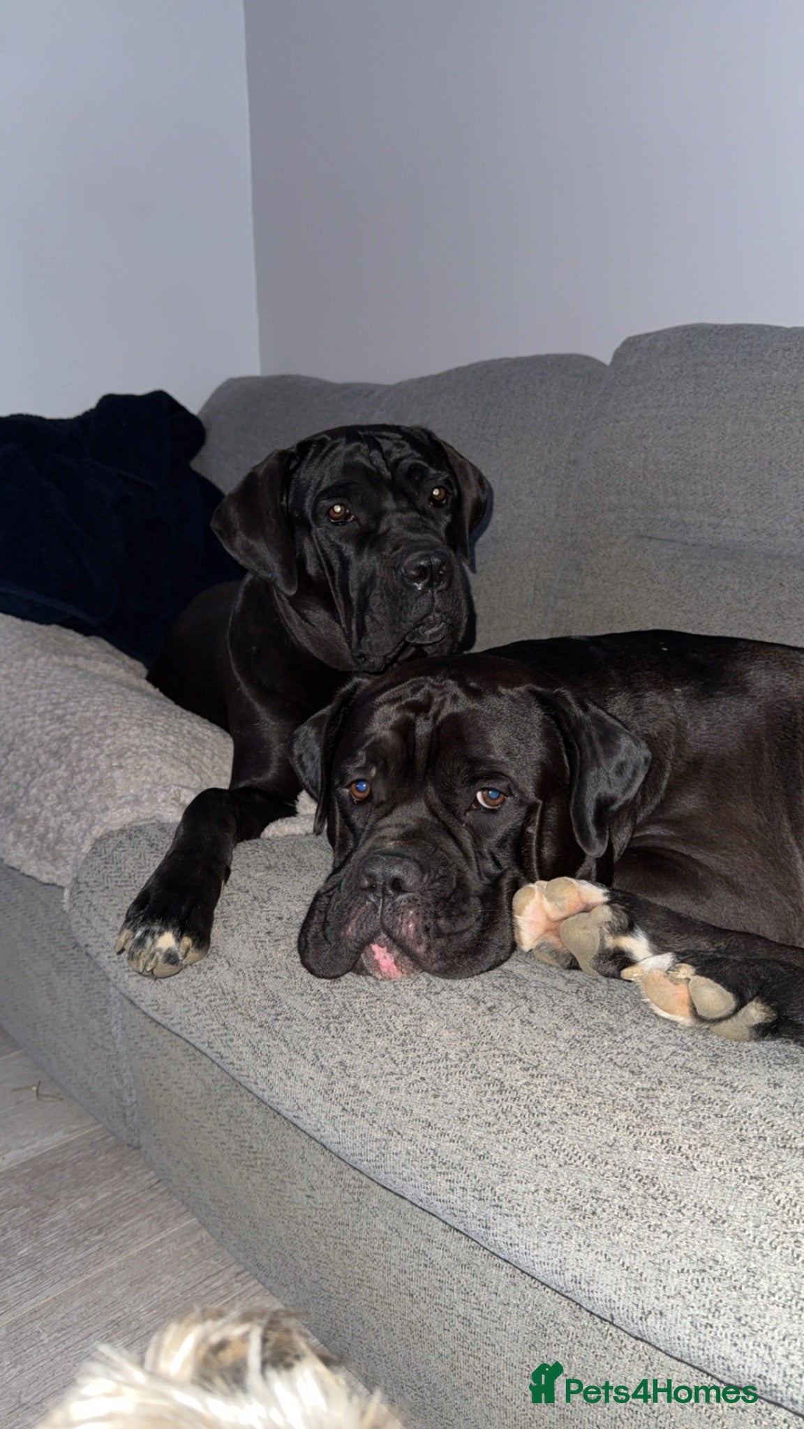 Cane Corso dogs Bear & Aura - Advert 1