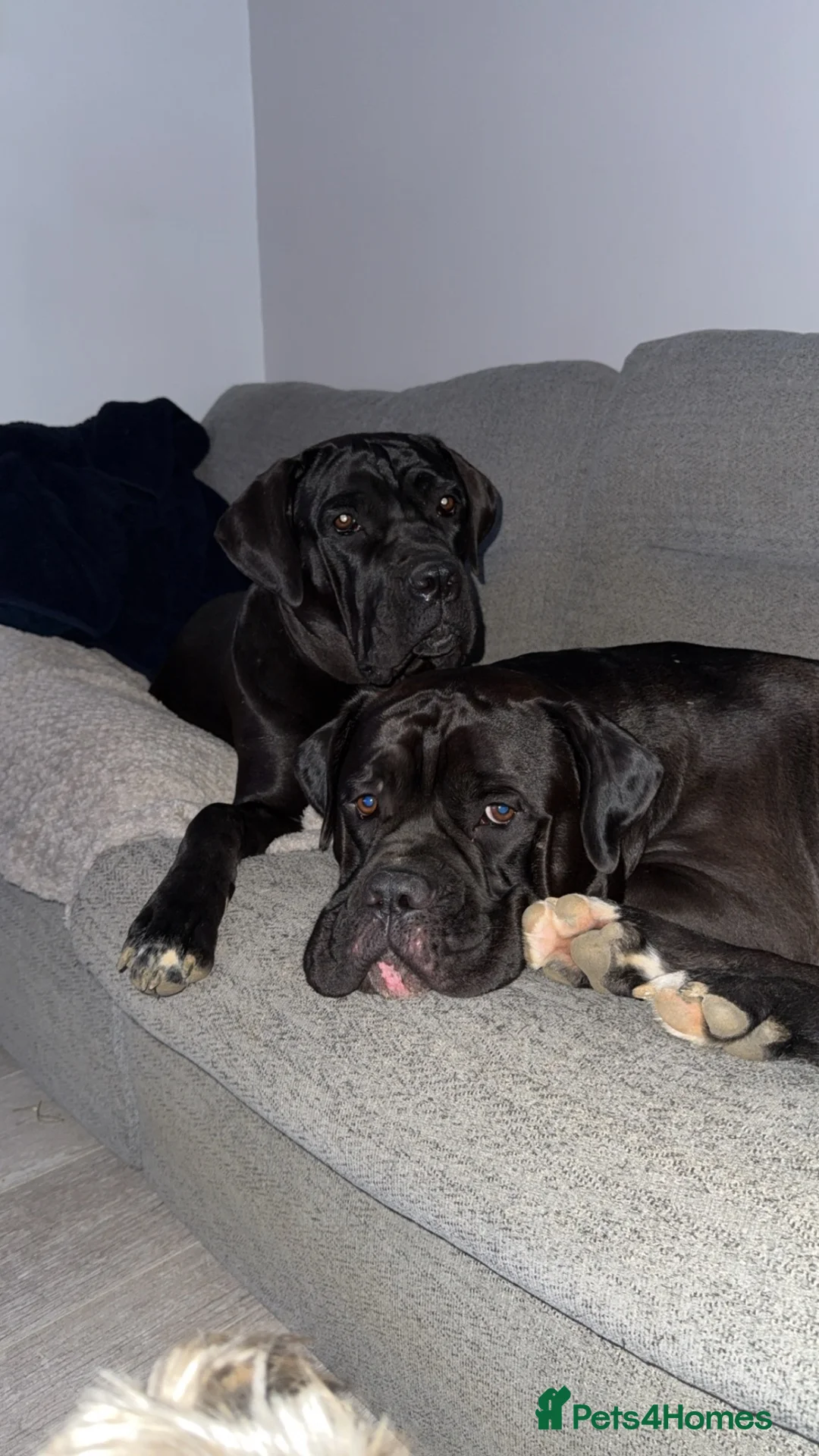 Cane Corso dogs for sale: Bear & Aura - Advert 1