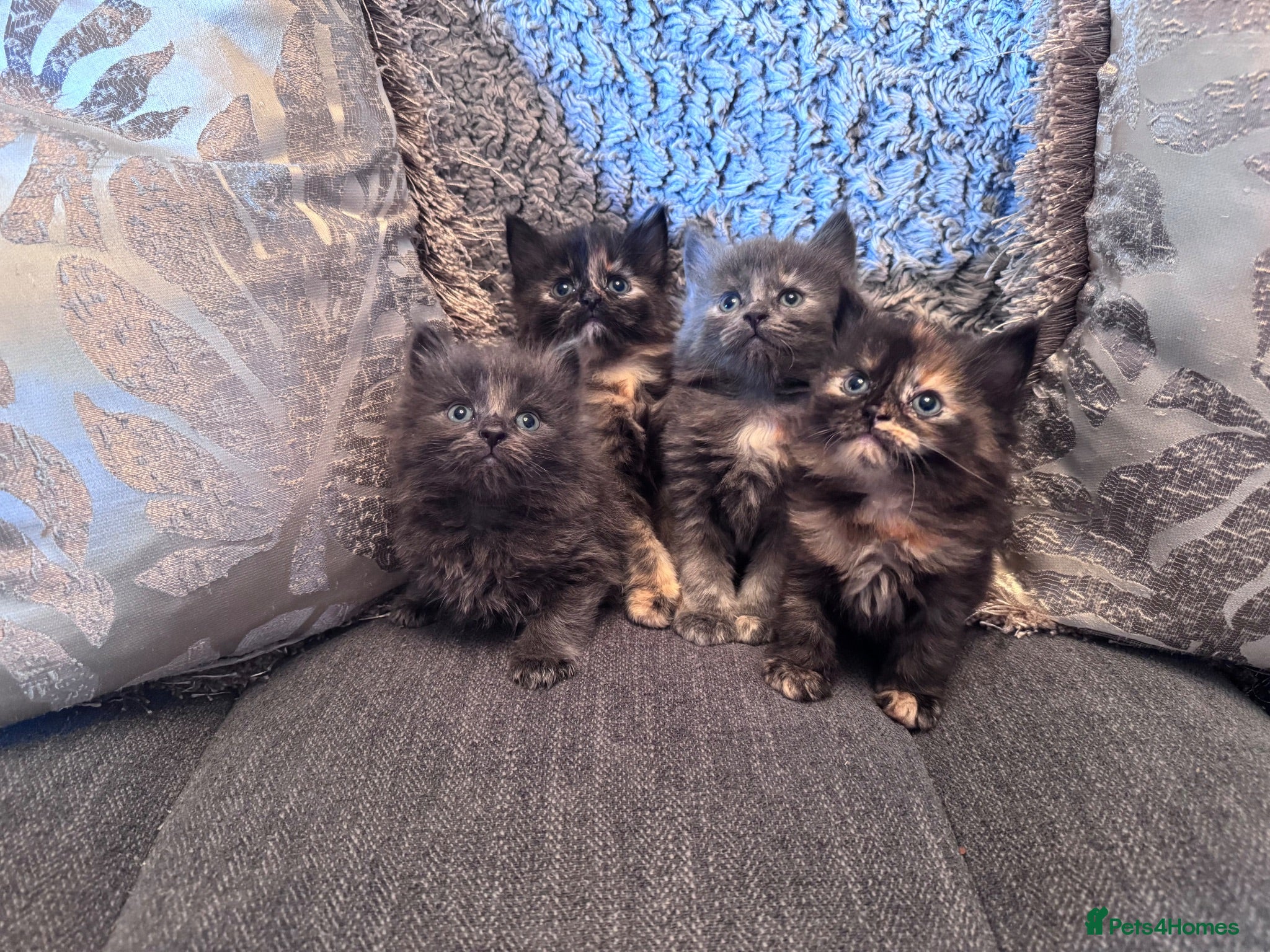 Nebelung cats 💎Nebelung X PersianxMaincoon💎 - Advert 2