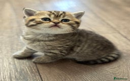 Scottish Fold cats for sale: For sale: five Scottish Kittens  - Image 6