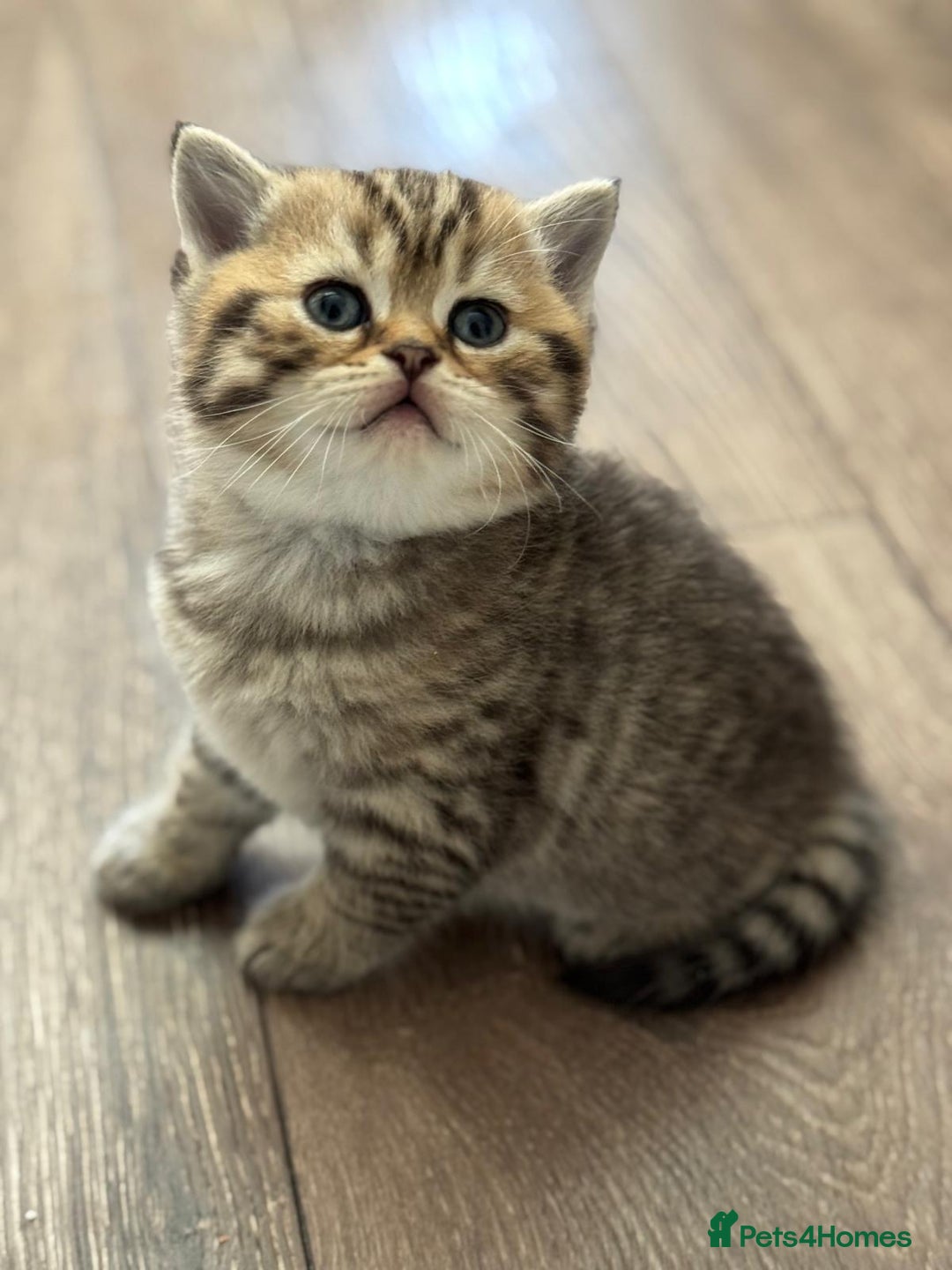 Scottish Fold cats for sale: For sale: five Scottish Kittens  - Image 6
