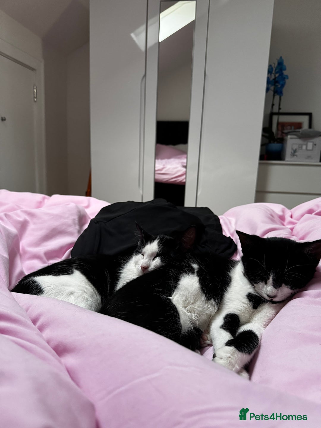 Mixed Breed cats for sale: Double the Love! Brothers Seeking Forever Home - Advert 2