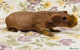Guinea Pig rodents for sale: Skinny pig, werewolf and Baldwin breeder - Advert 3