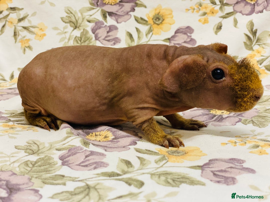 Guinea Pig rodents for sale: Skinny pig, werewolf and Baldwin breeder - Advert 3