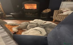Old English Sheepdog dogs for sale: Old English puppies - Image 16