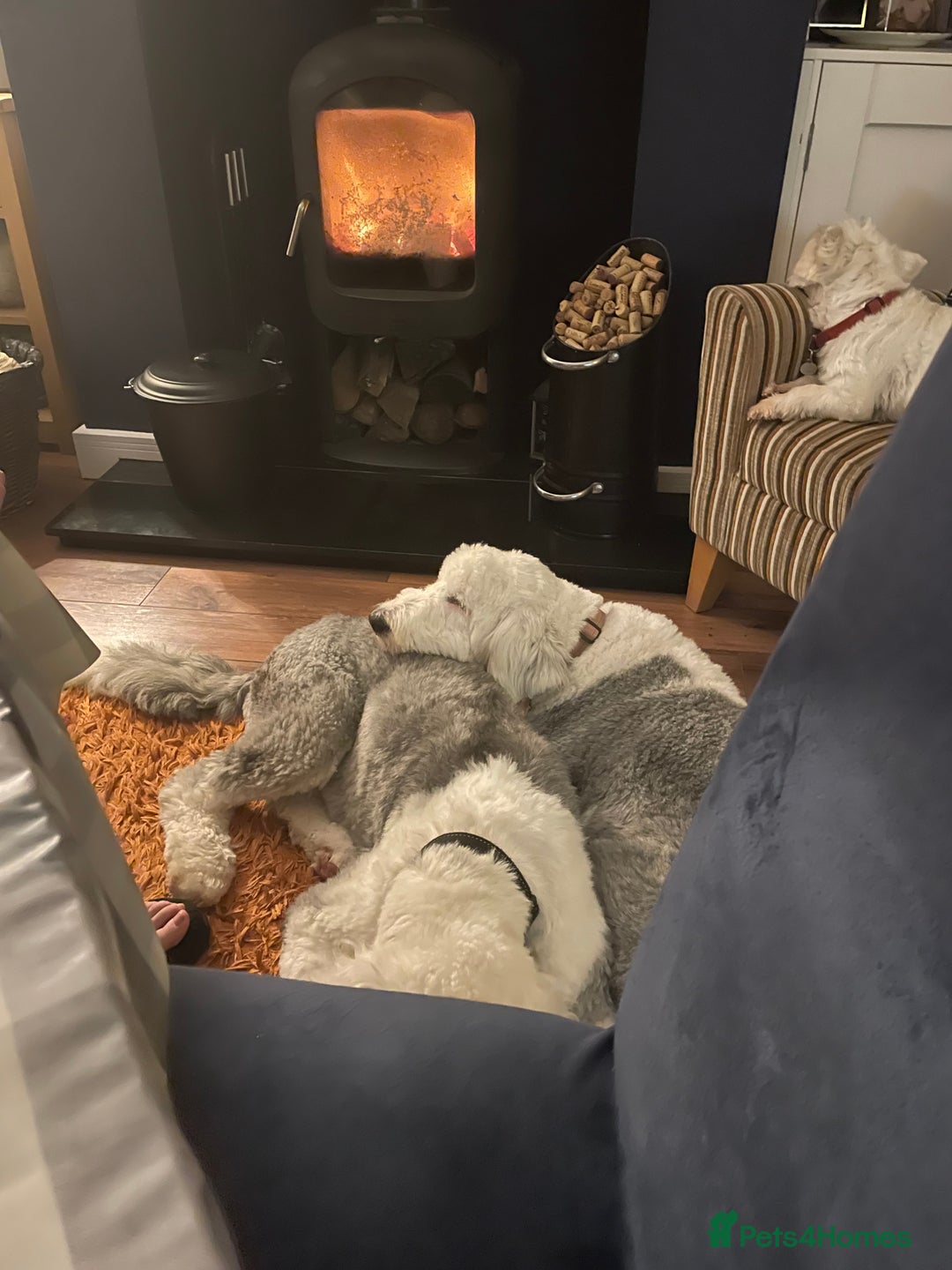 Old English Sheepdog dogs for sale: Old English puppies - Image 16
