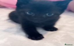 Mixed Breed cats for sale: 5 beautiful kittens  - Image 3