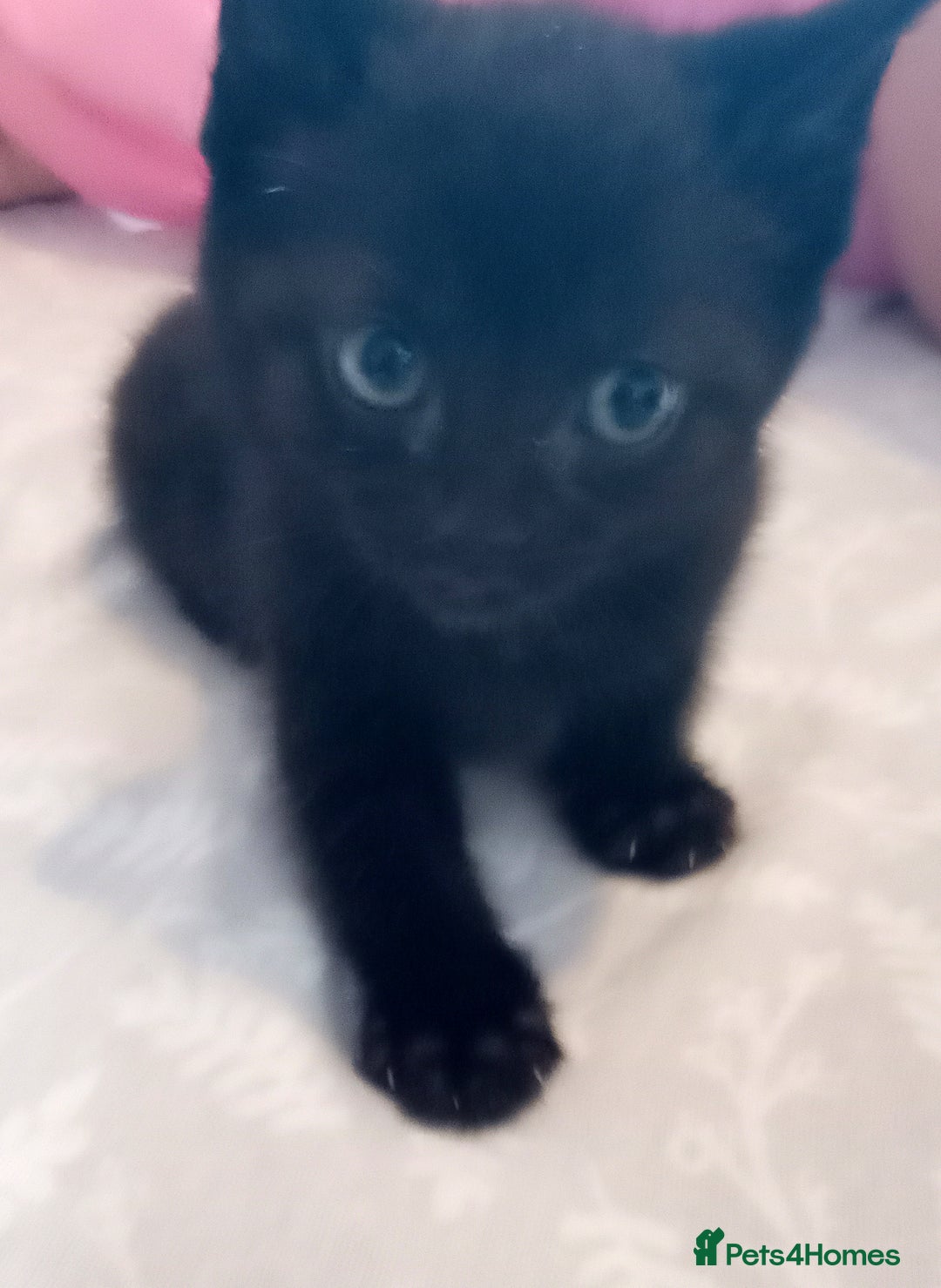 Mixed Breed cats for sale: 5 beautiful kittens  - Image 3