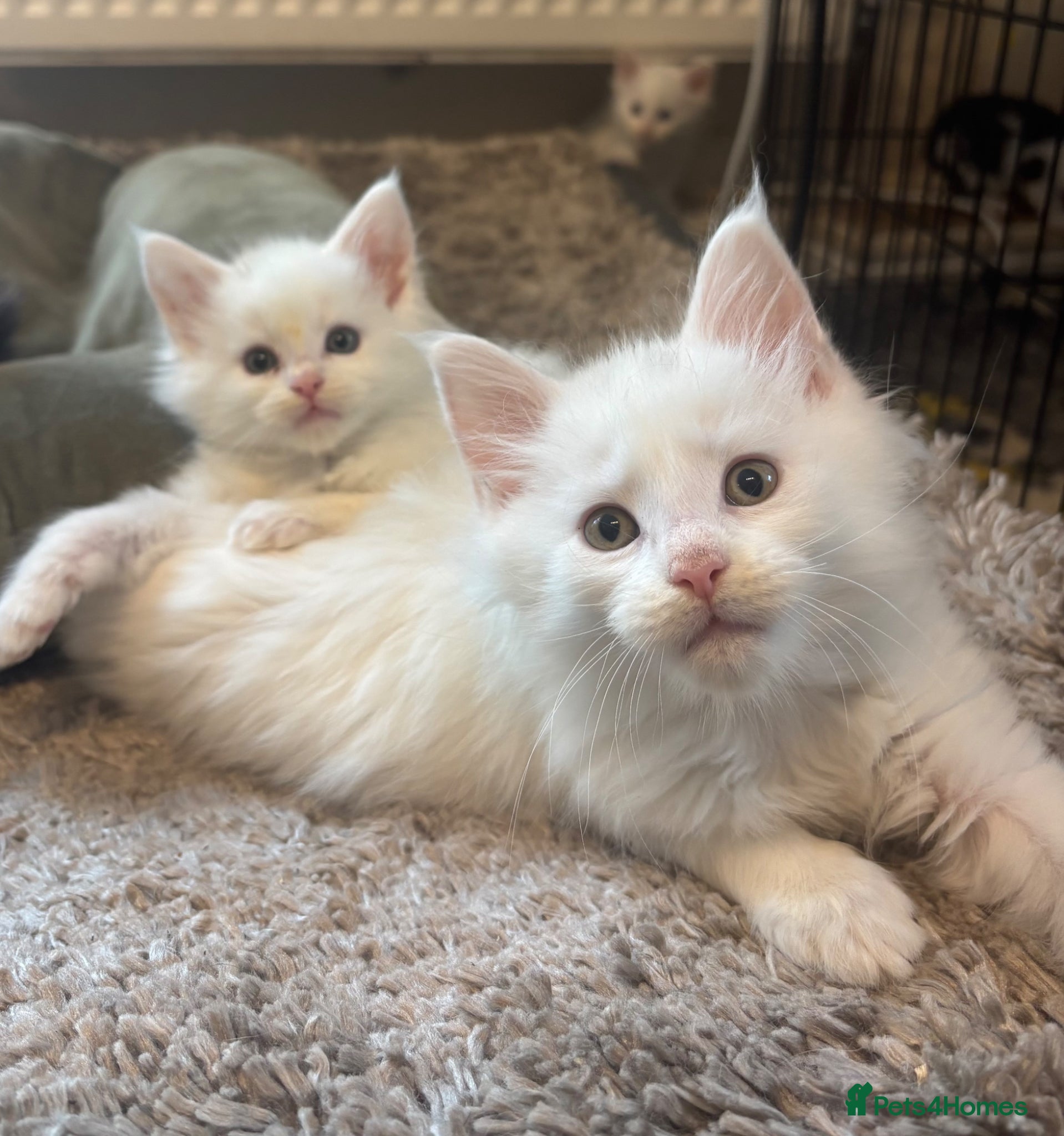 Maine Coon cats for sale: Maine coon kittens for sale. Some polydactyl.  in Trimdon Station - Advert 4