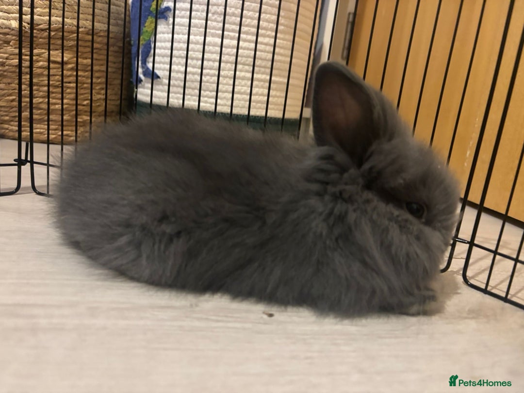 Lionhead rabbits for sale: Lionhead  - Advert 5