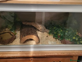 Corn Snake reptiles Adult Cornsnake & Full Setup - Advert 1