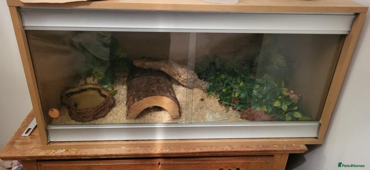 Corn Snake reptiles Adult Cornsnake & Full Setup - Advert 1