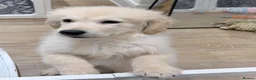 Golden Retriever dogs for sale: Beautiful Golden Retriever Puppy in London - Advert 10