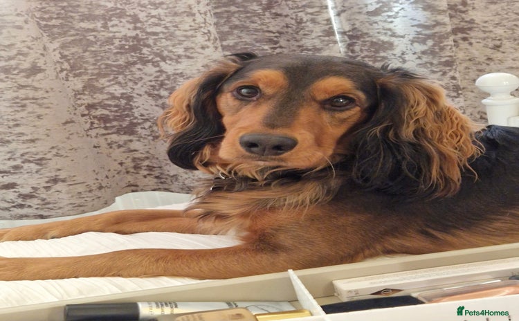 Cocker Spaniel dogs - Advert 3