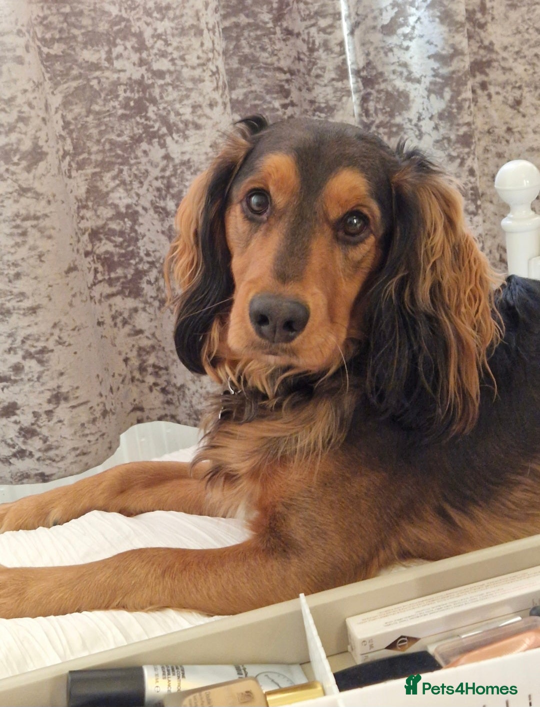 Cocker Spaniel dogs for sale: Rehoming - Image 1