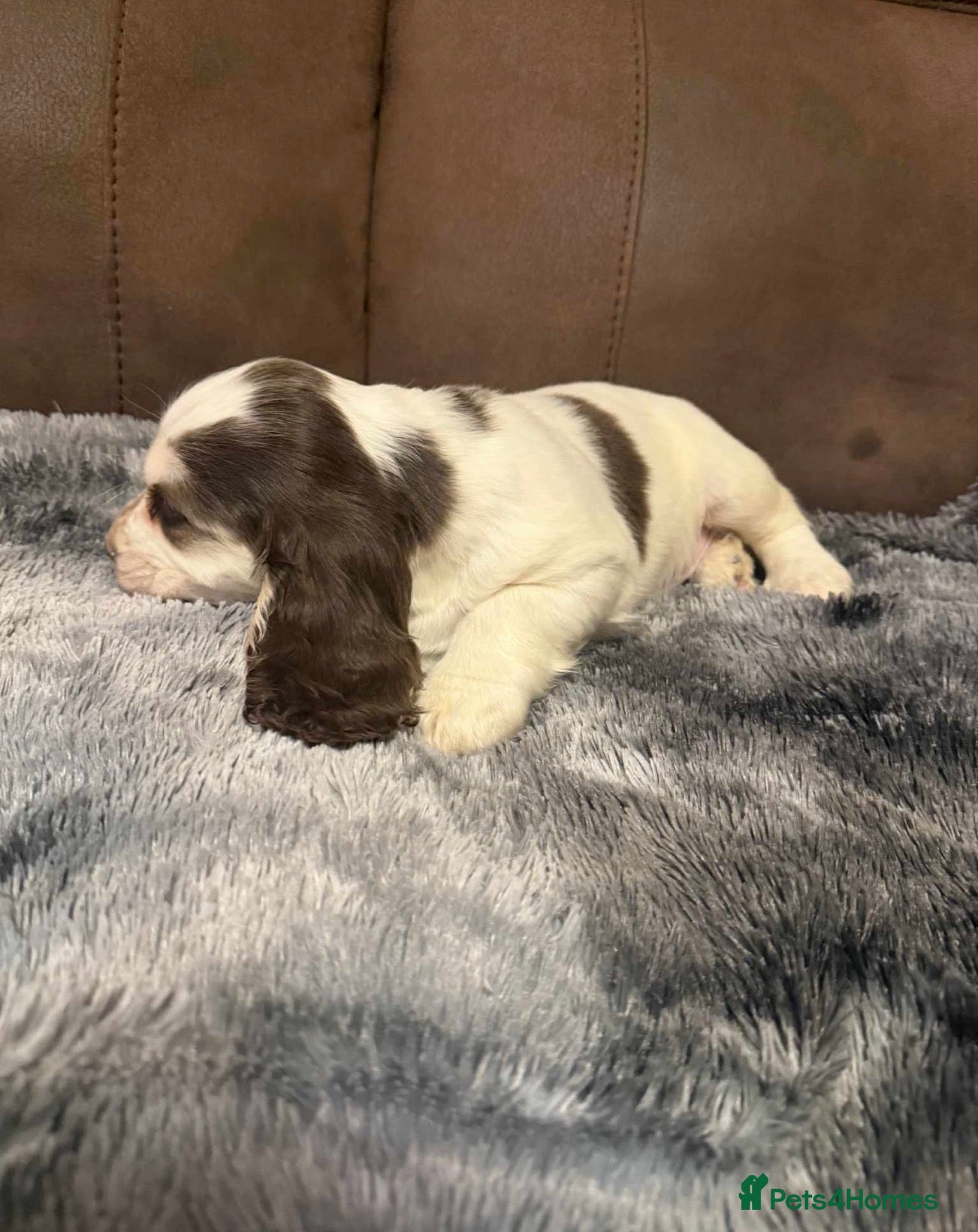 Cocker Spaniel dogs 7 beautiful cockerspaniels  - Advert 2