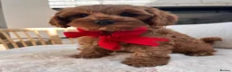 Cavapoo dogs for sale: Cavapoo boy - Advert 3