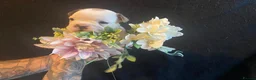 French Bulldog dogs for sale: EXCEPTIONAL LITTER OF FRENCH BULLDOG PUPPIES - Advert 5